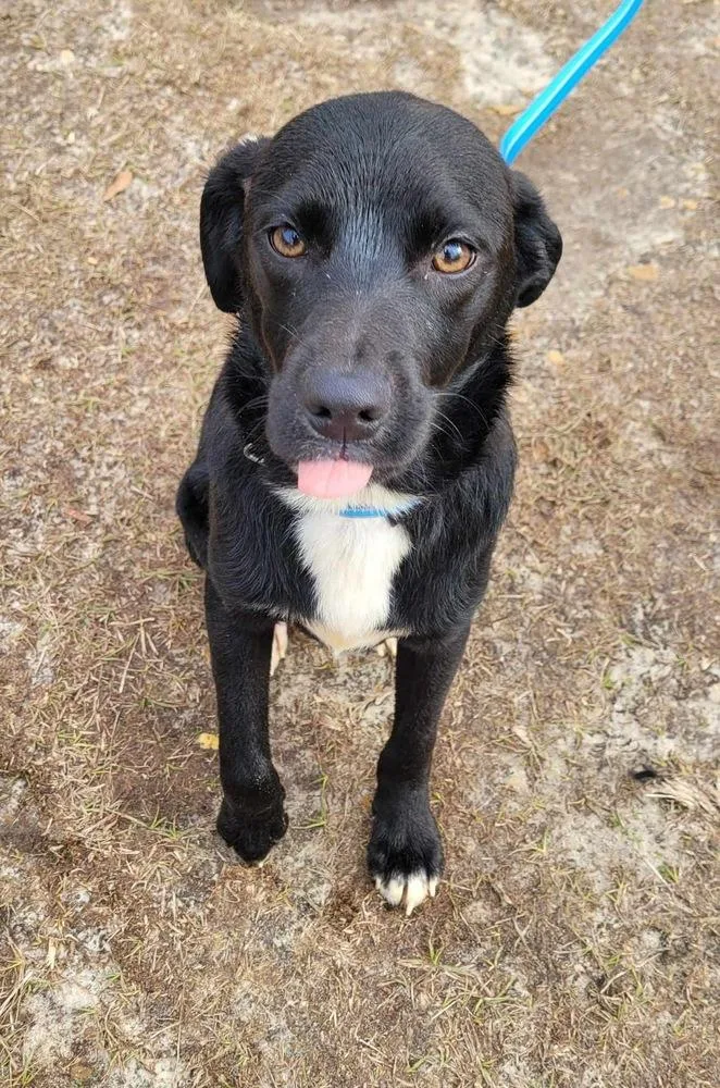 Nacho Fry thumbnail 2