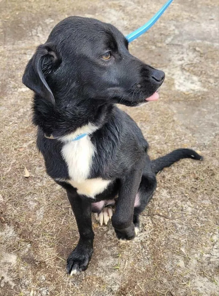 Nacho Fry thumbnail 3