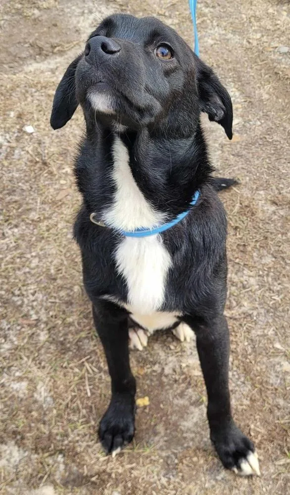 Nacho Fry thumbnail 4