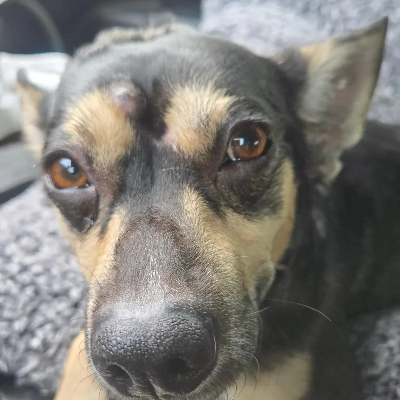 An adult small-sized male Dachshund dog named Gizmo for adoption in Portland, OR