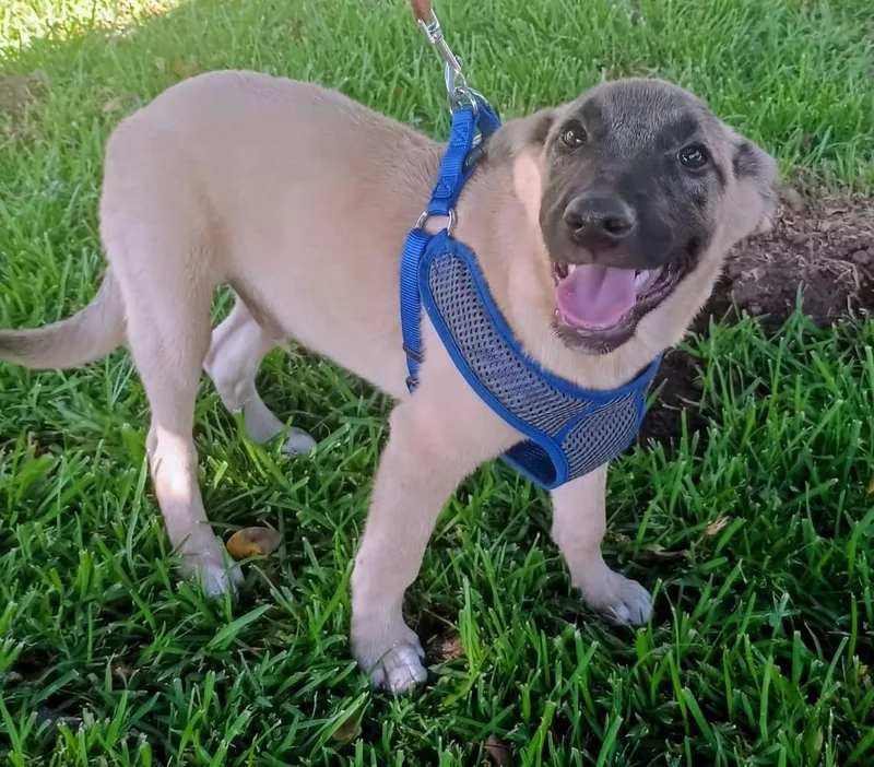 A baby medium-sized male Anatolian Shepherd dog named Captain for adoption in Orange, CA