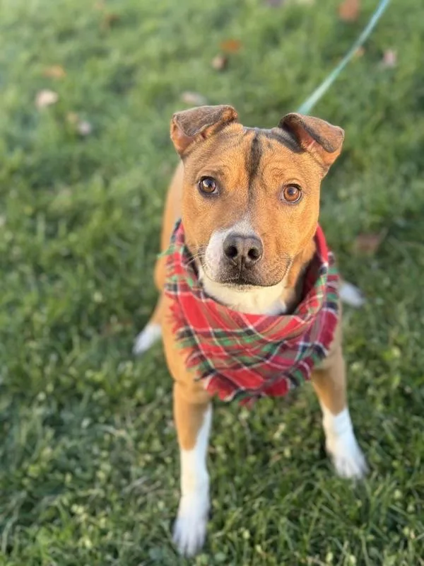 A young medium-sized male Terrier dog named Kayak for adoption in Lancaster, OH