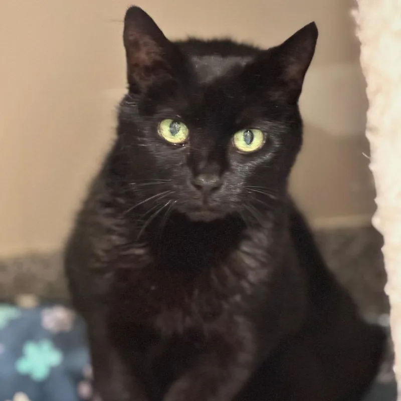 Baroness thumbnail 2