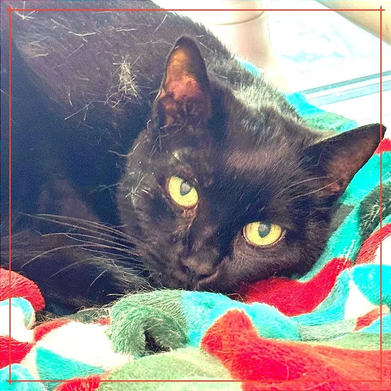 Baroness thumbnail 3