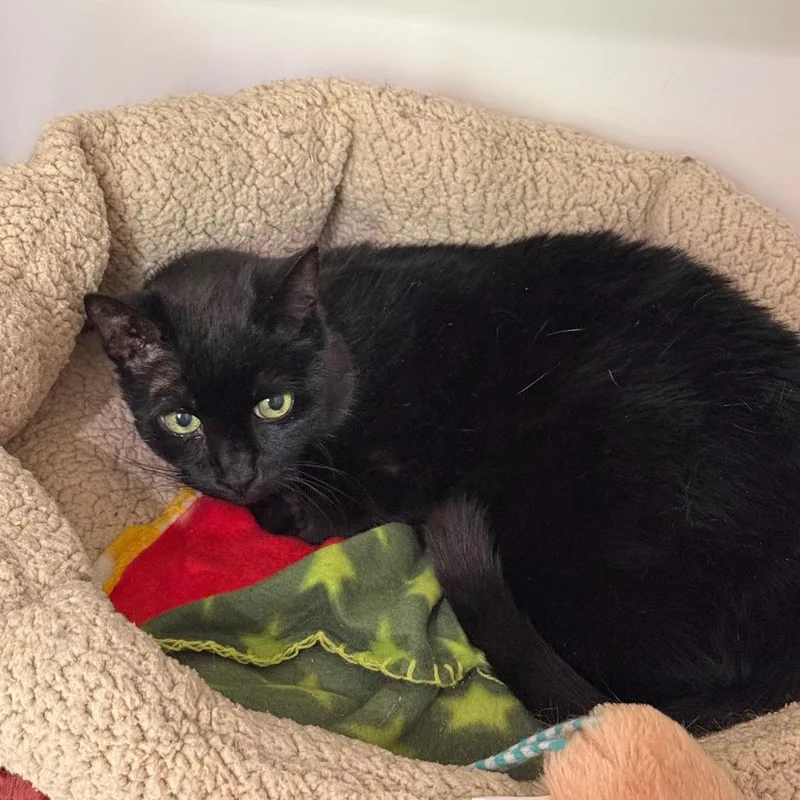 Baroness thumbnail 4