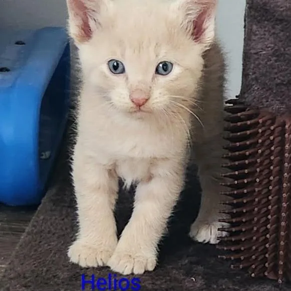 A baby small-sized male Buff / Tan / Fawn Domestic Short Hair cat named Helios for adoption in Grand Rapids, MN