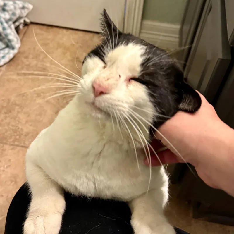 Angus thumbnail 2