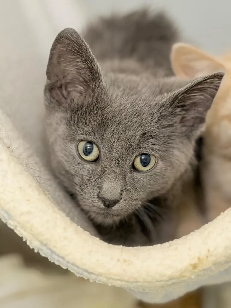A baby medium-sized male Domestic Short Hair cat named Registration for adoption in Menomonie, WI