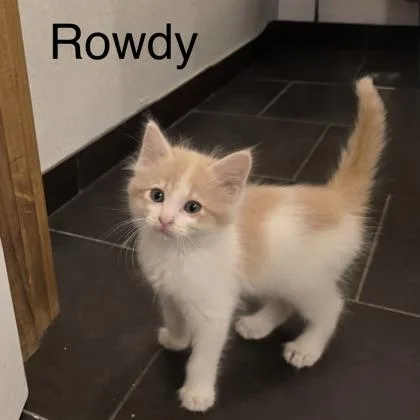 Rowdy