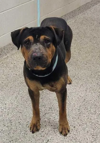 An adult large-sized male Black Mixed Breed dog named Lovebug for adoption in Kansas City, MO