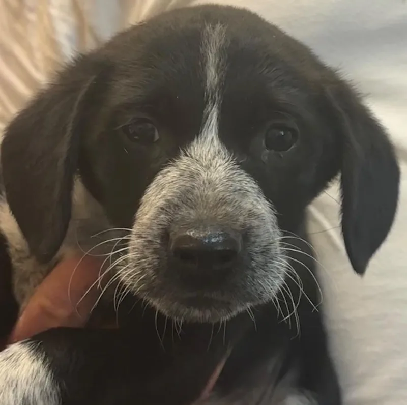 A baby small-sized female Spaniel dog named Rhea for adoption in Elizabethton, TN