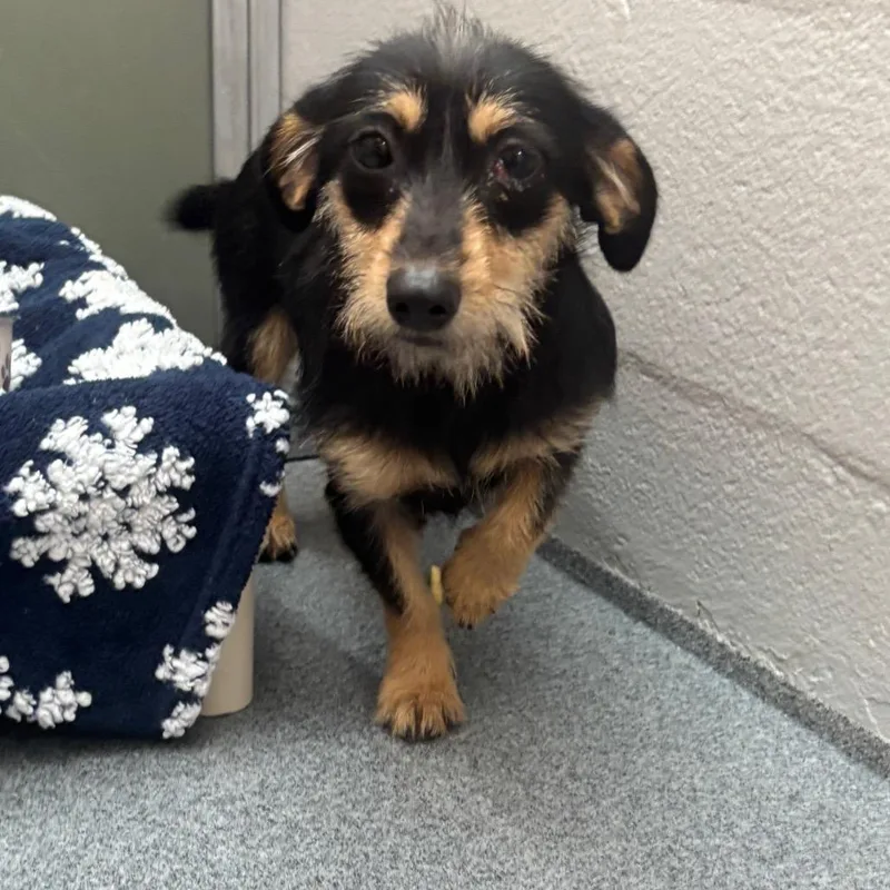 An adult small-sized female Black Wirehaired Dachshund dog named Moxie for adoption in Evansville, IN