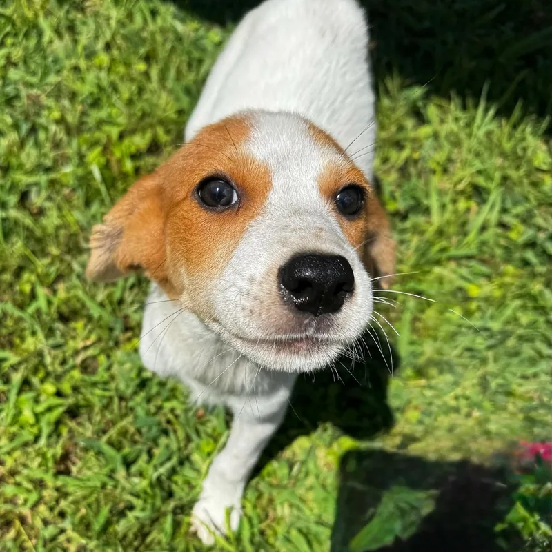 Bruno
