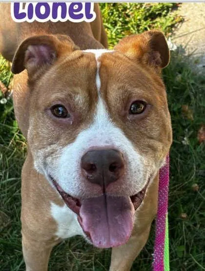 An adult medium-sized male Terrier dog named Lionel for adoption in Shawano, WI