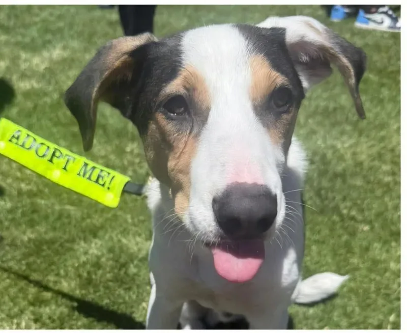 A baby medium-sized male Black Australian Shepherd dog named Paul for adoption in Glendale, AZ