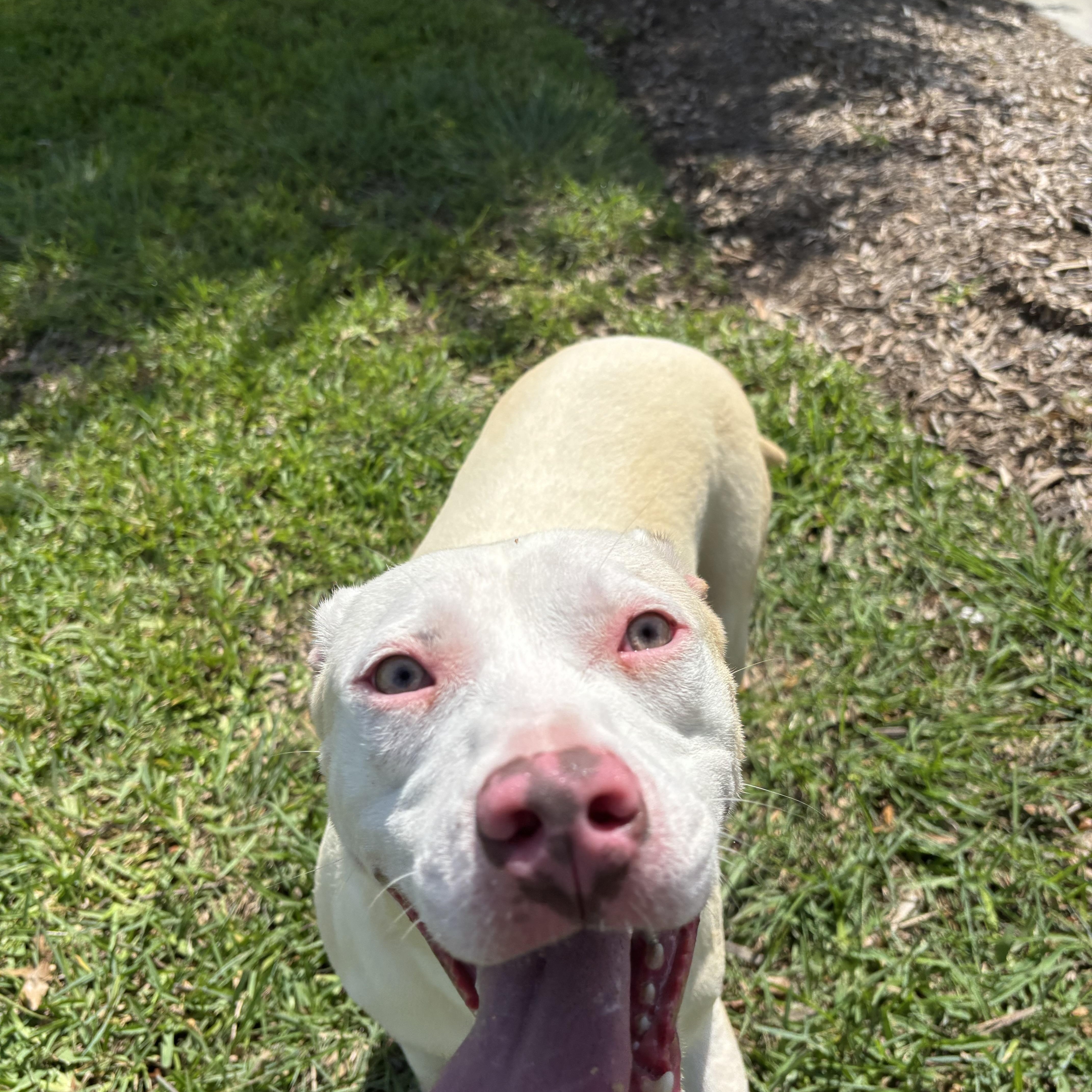 A young medium-sized male American Staffordshire Terrier dog named Adonis & Aurora for adoption in Spring, TX