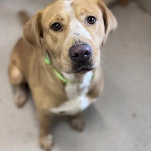 An adult medium-sized female Apricot / Beige Labrador Retriever dog named Ruthie for adoption in Pawleys Island, SC