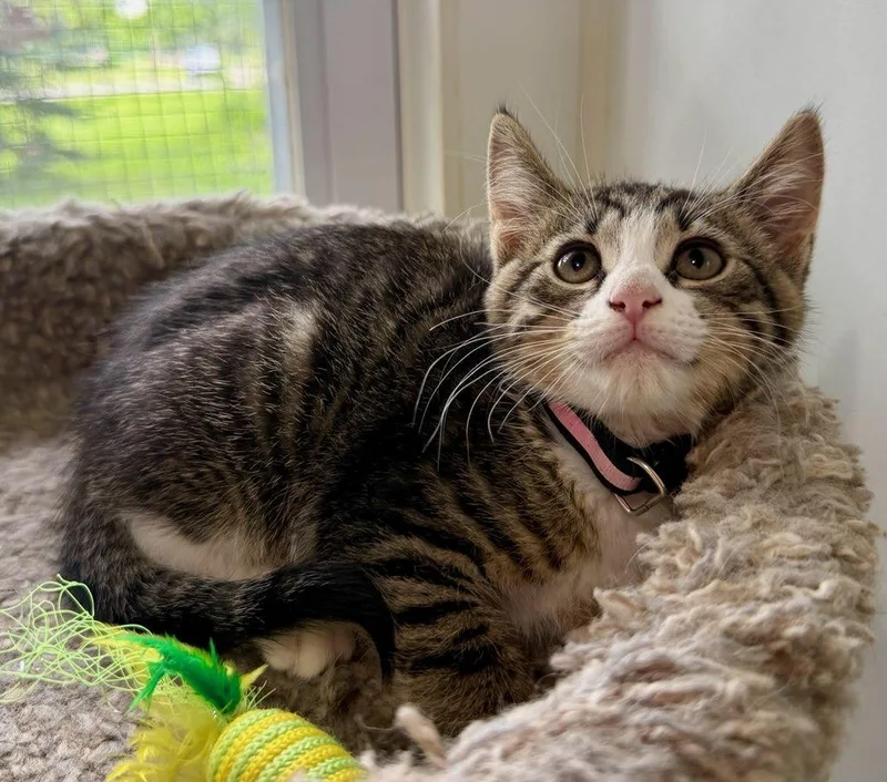 A baby small-sized male Gray & White Domestic Short Hair cat named Captain for adoption in Ashland, OH