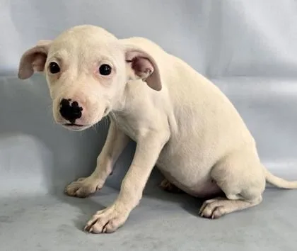 A baby large-sized female Collie dog named Grace for adoption in Morton Grove, IL