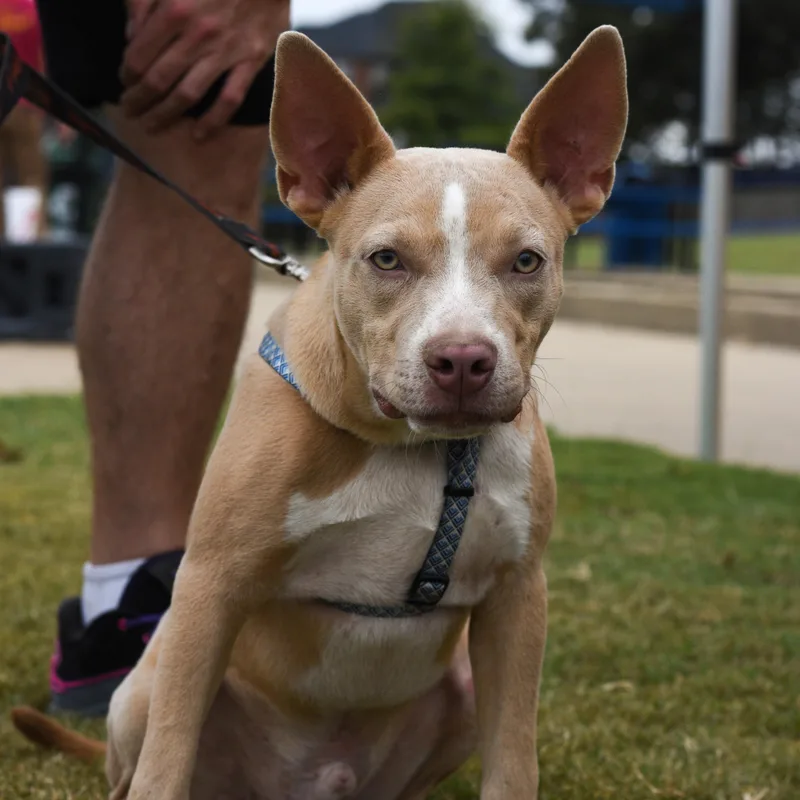 A young medium-sized male Mixed Breed dog named Max . for adoption in Atoka, TN