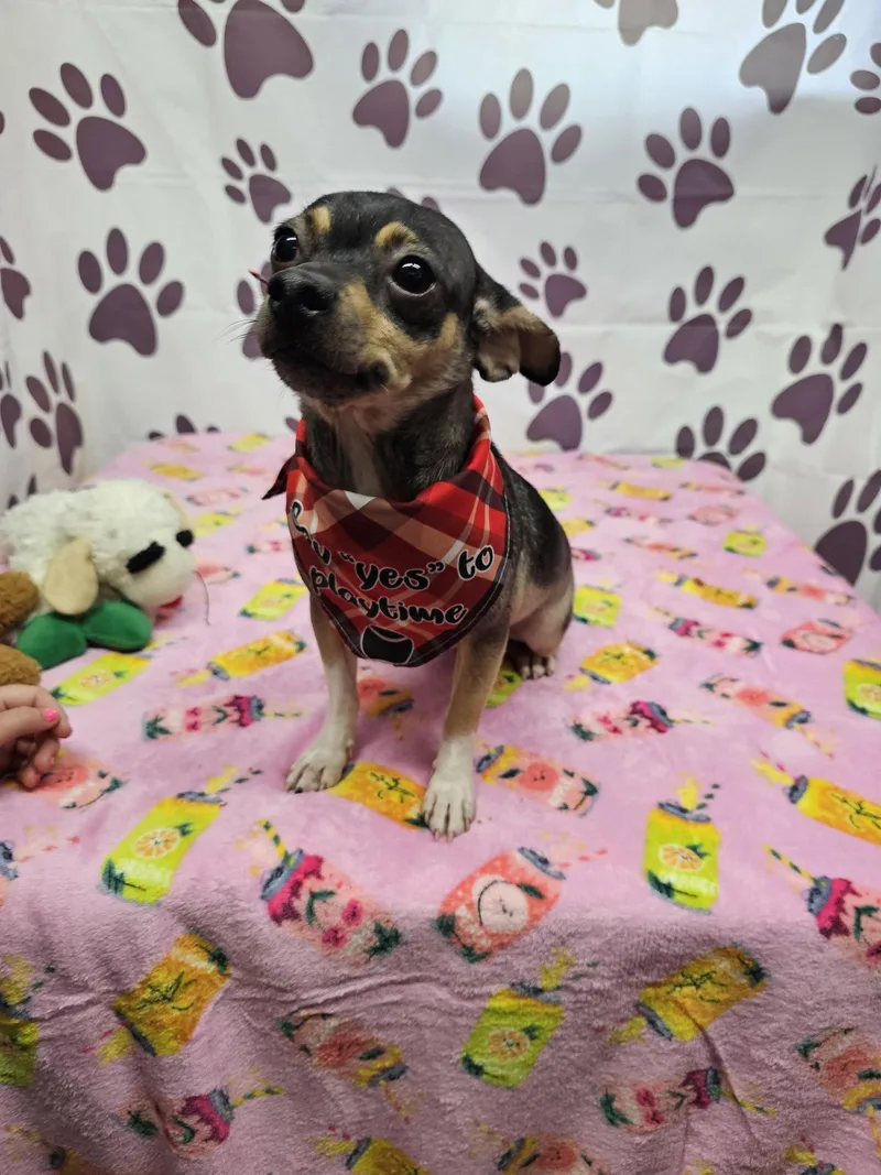 An adult medium-sized male Chihuahua dog named Bruce for adoption in Metairie, LA