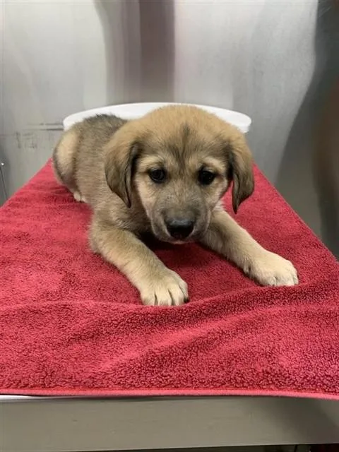 A baby large-sized male Husky dog named Ralphie for adoption in Fairbanks, AK