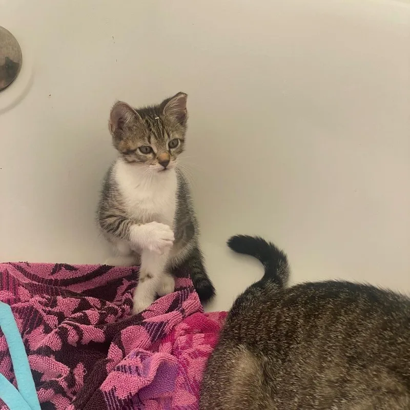 A baby small-sized female Domestic Short Hair cat named Sassy for adoption in Ruskin, FL