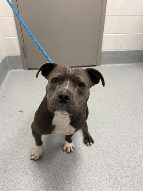 An adult small-sized female Pit Bull Terrier dog named Emery for adoption in Indianapolis, IN
