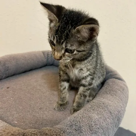 A baby small-sized male Gray / Blue / Silver Domestic Short Hair cat named McCoy Jude for adoption in League City, TX