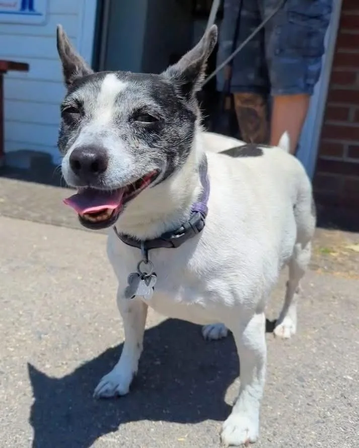 An adult small-sized female White / Cream Terrier dog named Ginger for adoption in New Windsor, NY