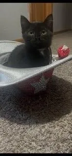 A baby small-sized female Black Domestic Short Hair cat named Sriracha G. for adoption in Peoria, IL