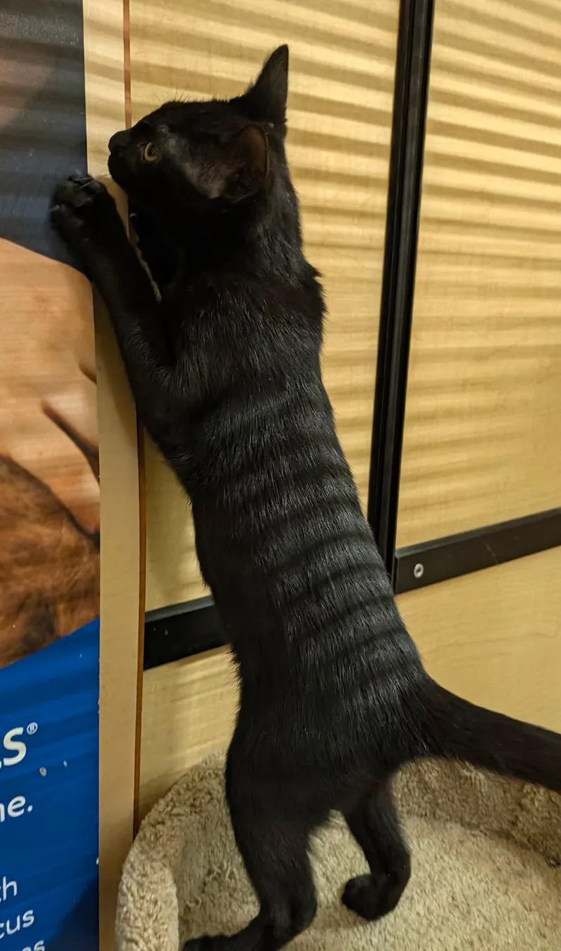 A baby medium-sized male Black Domestic Short Hair cat named Bean for adoption in Farmland, IN