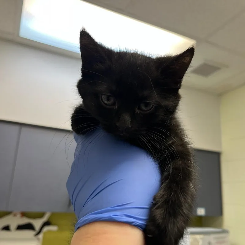 A baby small-sized female Black Domestic Short Hair cat named Reading Rainbow for adoption in Charlottesville, VA