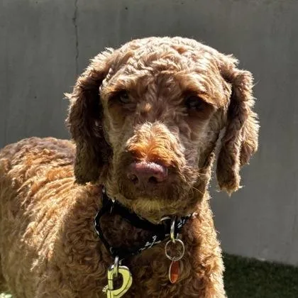 An adult medium-sized female Poodle dog named Kennedy for adoption in Merriam, KS