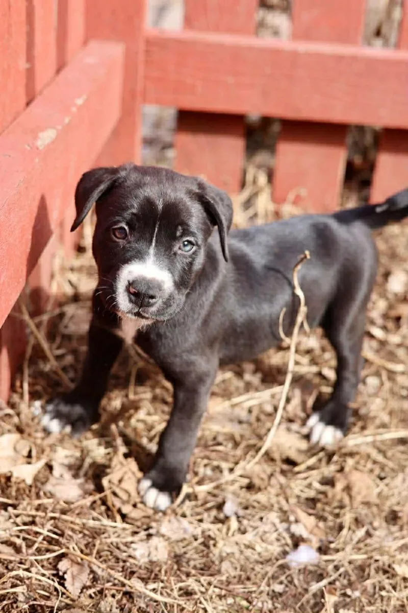 A young medium-sized male American Staffordshire Terrier dog named Axel for adoption in Duluth, MN