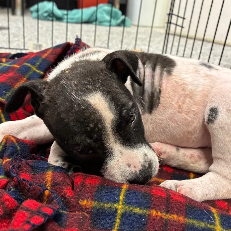 A baby small-sized male White / Cream Terrier dog named Rabbit for adoption in Birmingham, AL