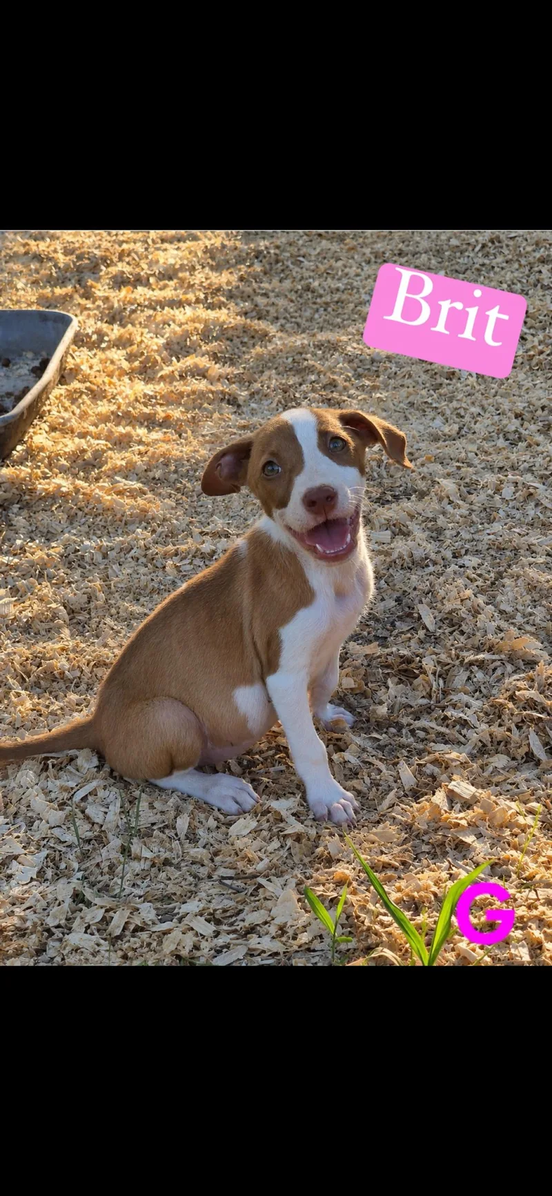A baby medium-sized female Bicolor Pit Bull Terrier dog named Britt for adoption in seaside heights, NJ