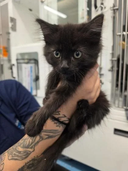 A baby small-sized female Domestic Medium Hair cat named Bumfuzzle for adoption in Roseville, CA