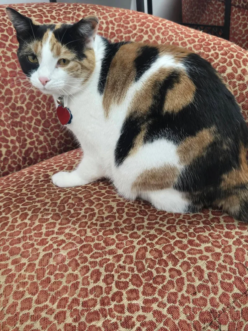 An adult small-sized female Calico cat named Cali for adoption in Fairmont, WV
