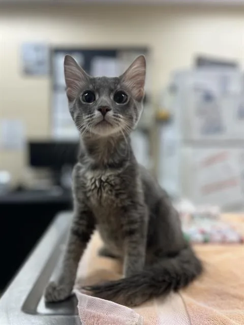 A baby small-sized male Domestic Medium Hair cat named Harrison for adoption in Aliquippa, PA