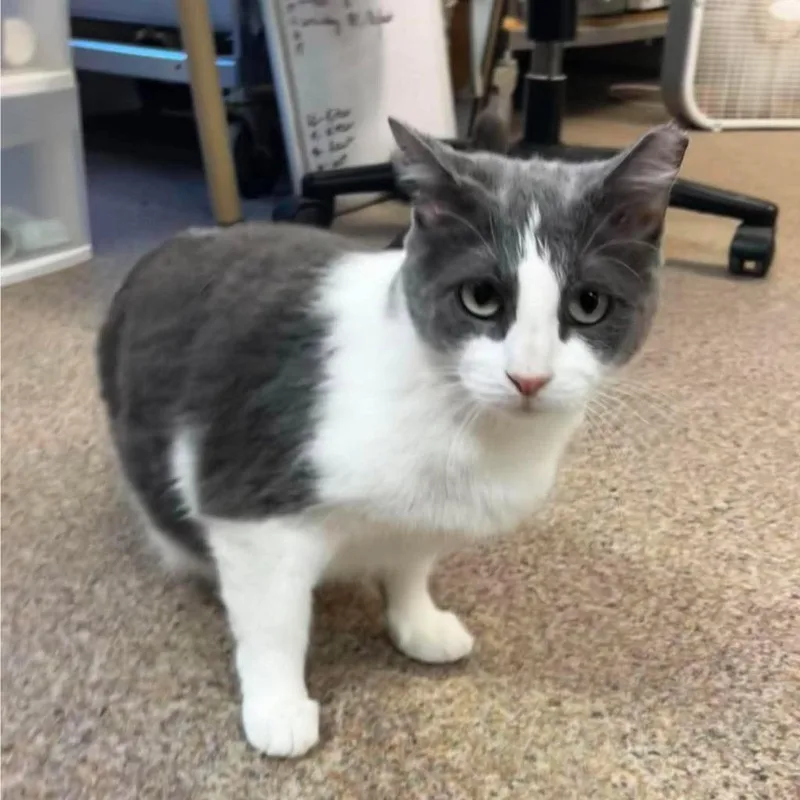 An adult medium-sized female Domestic Short Hair cat named Mercedes for adoption in Sunrise Beach, MO