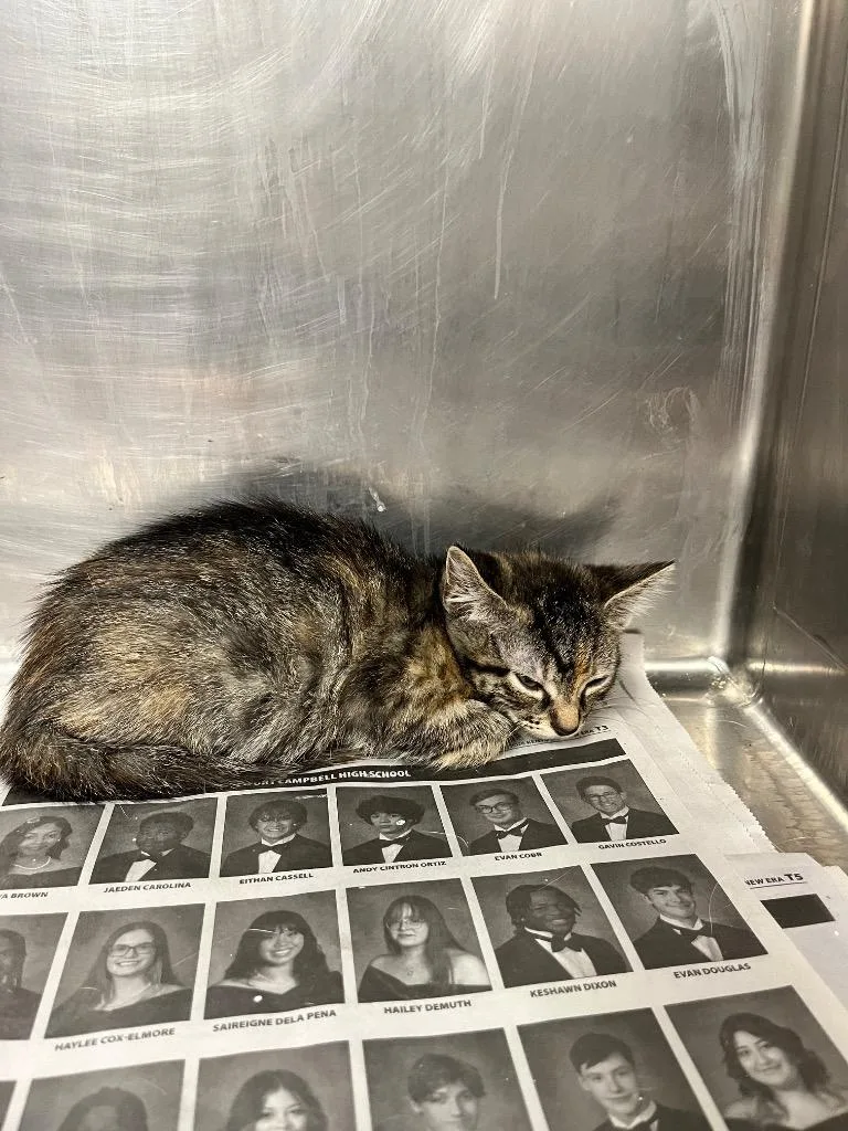 A baby small-sized female Domestic Short Hair cat named Susanna for adoption in Hopkinsville, KY