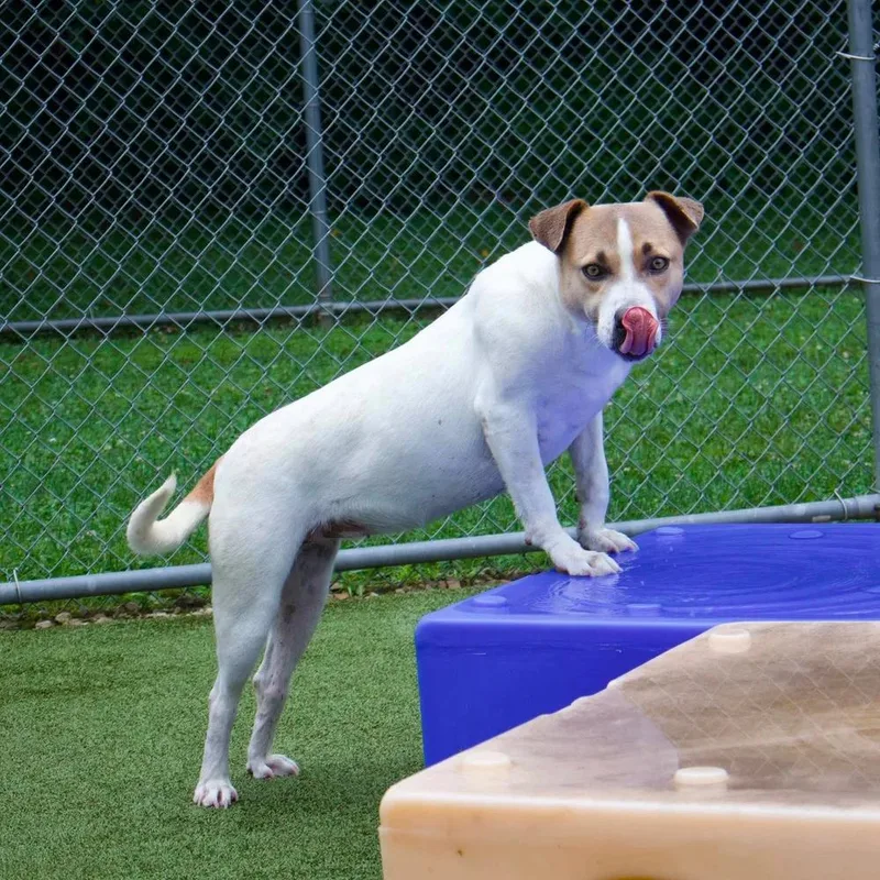 An adult large-sized female Apricot / Beige Pit Bull Terrier dog named Maizey for adoption in Godfrey, IL