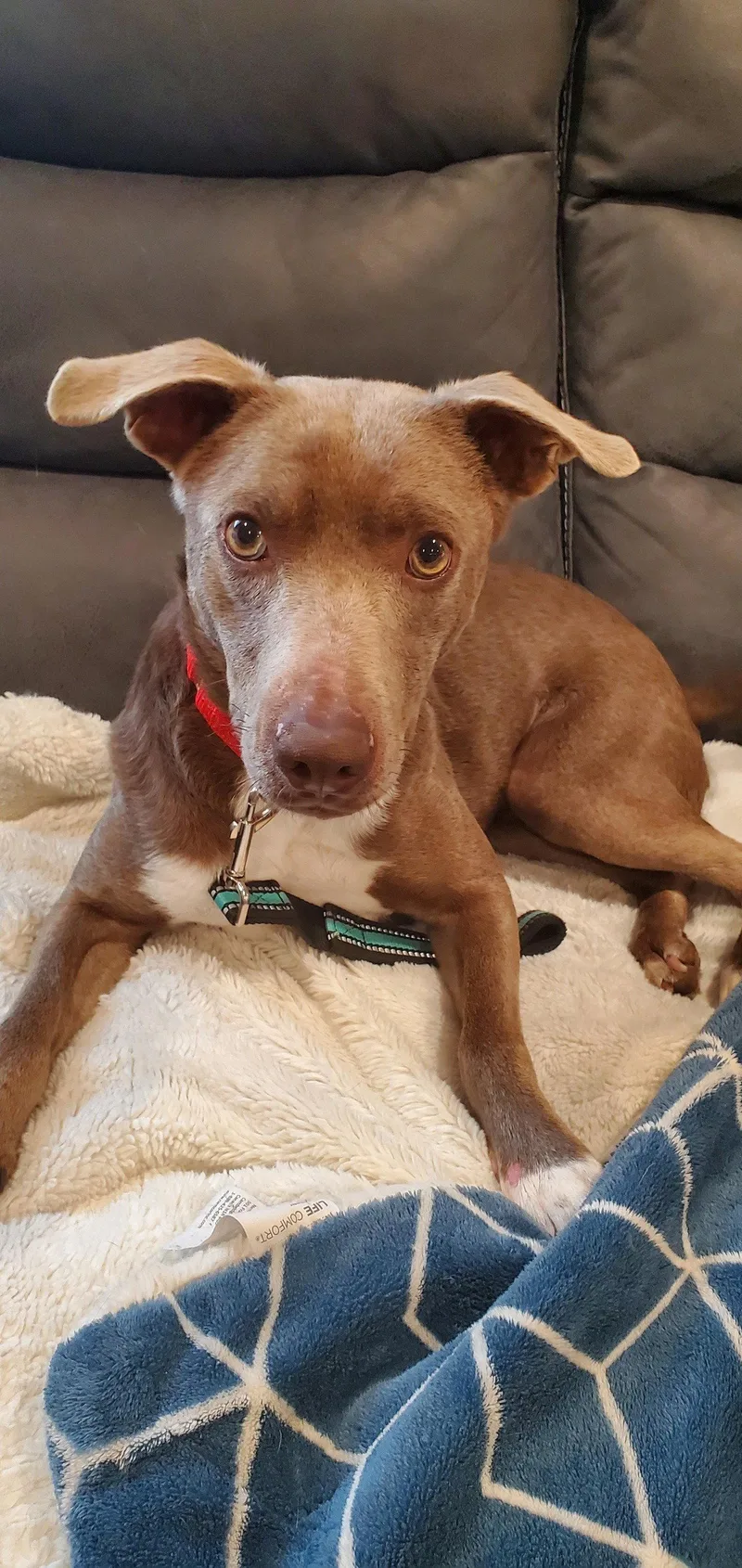 An adult medium-sized female Retriever dog named Jasmine for adoption in Holbrook, NY