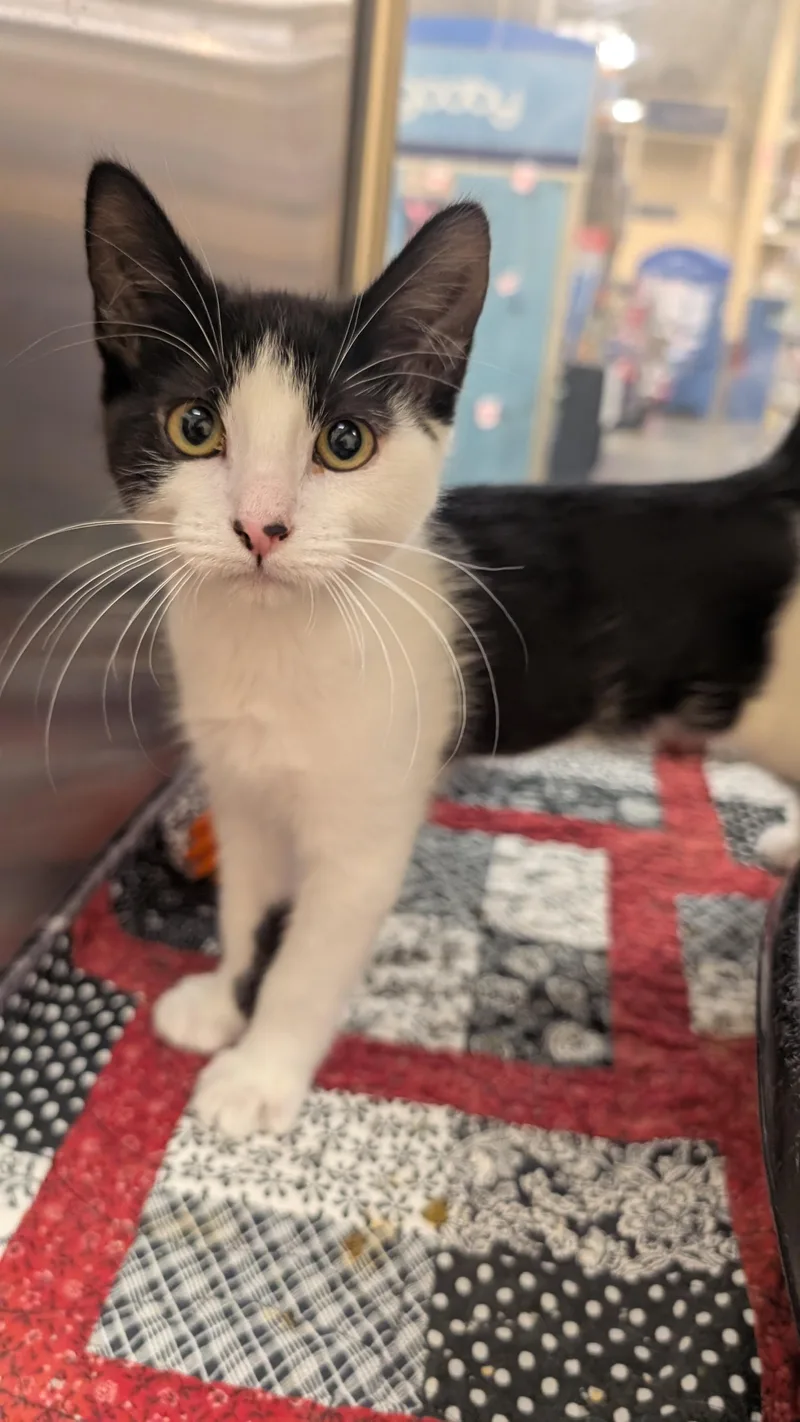 A young medium-sized male Black & White / Tuxedo Domestic Short Hair cat named Jean Luc for adoption in Missoula, MT