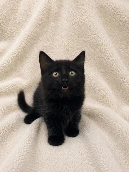 A baby small-sized male Domestic Medium Hair cat named Shaggy for adoption in Fairhope, AL