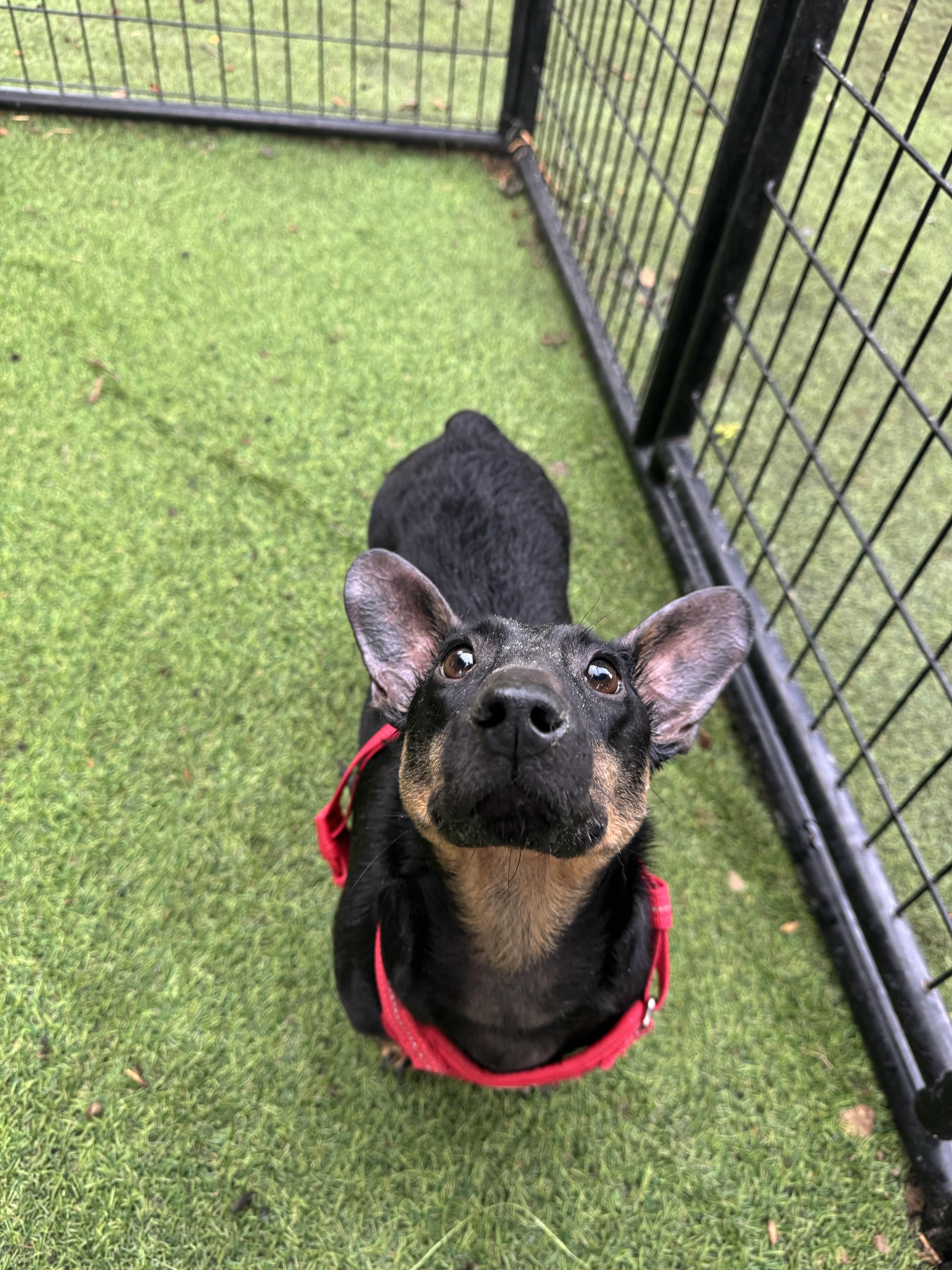 An adult small-sized female Black Dachshund dog named Pinky Pie for adoption in RUSSIAVILLE, IN