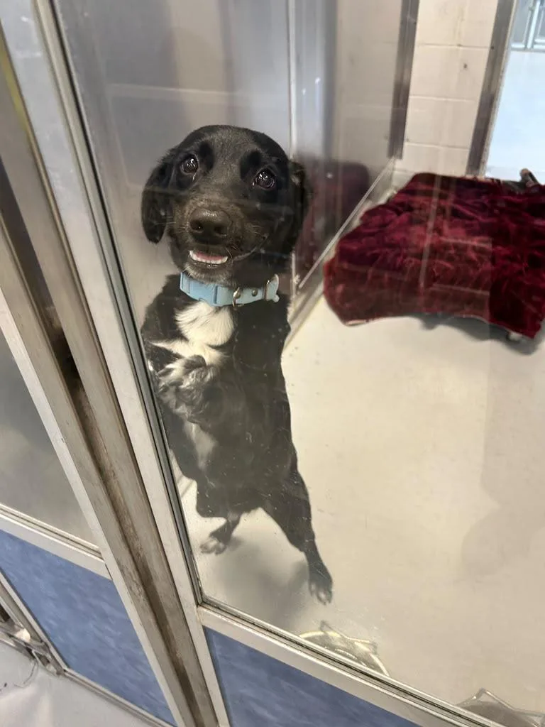 A baby large-sized male Australian Cattle Dog / Blue Heeler dog named Tommy for adoption in Richardson, TX