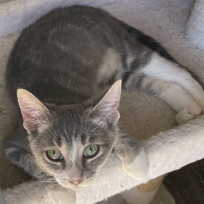 An adult medium-sized female Domestic Short Hair cat named Samantha for adoption in Kalama, WA