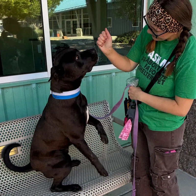 An adult large-sized male Black Pit Bull Terrier dog named Goliath for adoption in Albuquerque, NM